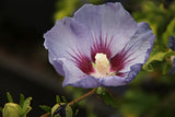 Frilandshibiskus 'Marina' Solitär 70-80 cm