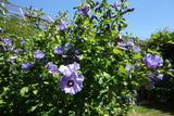 Frilandshibiskus 'Marina' Solitär 70-80 cm