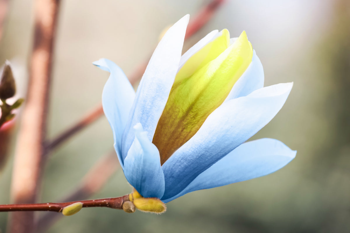 Poppelmagnolia 'Blue Opal' Solitär 80-100 cm