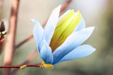 Poppelmagnolia 'Blue Opal' Solitär 80-100 cm
