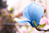 Poppelmagnolia 'Blue Opal' Solitär 80-100 cm