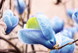 Poppelmagnolia 'Blue Opal' Solitär 80-100 cm