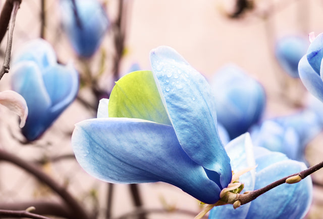 Poppelmagnolia 'Blue Opal' Solitär 80-100 cm