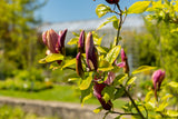 Liljemagnolia 'Nigra' Solitär 60-80 cm