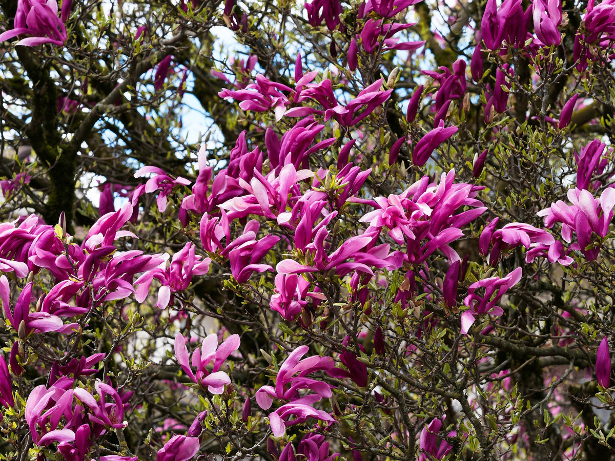 Liljemagnolia 'Nigra' Solitär 60-80 cm