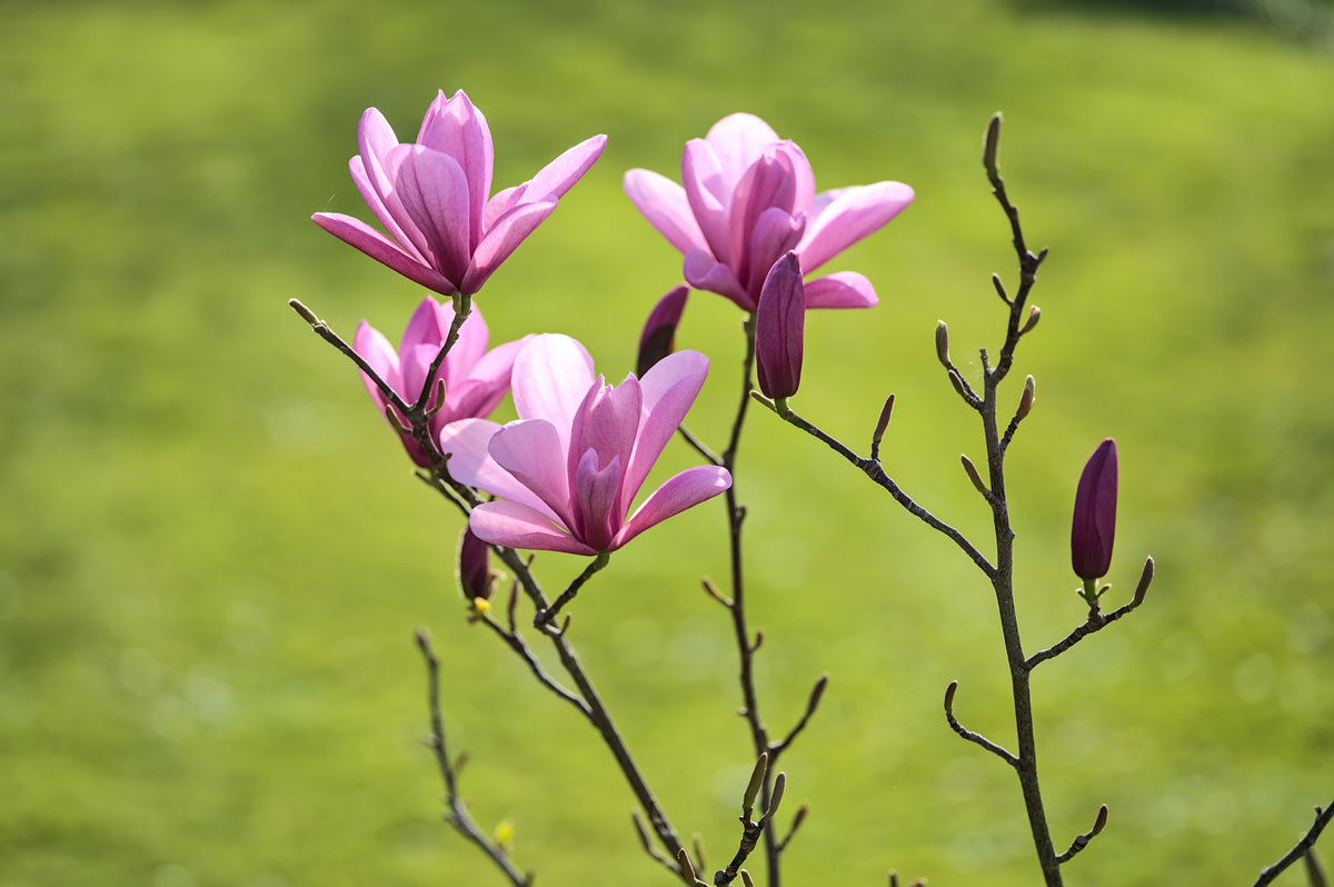 Liljemagnolia 'Nigra' Solitär 60-80 cm