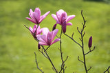 Liljemagnolia 'Nigra' Solitär 60-80 cm