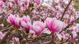 Liljemagnolia 'Nigra' Solitär 60-80 cm