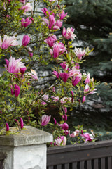 Liljemagnolia 'Nigra' Solitär 60-80 cm