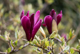 Liljemagnolia 'Nigra' Solitär 60-80 cm