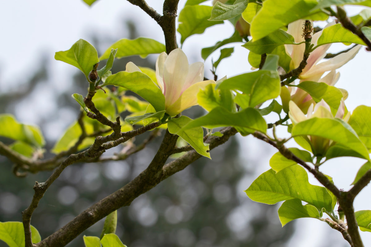Magnolia 'Sunsation' Solitär 60-80 cm