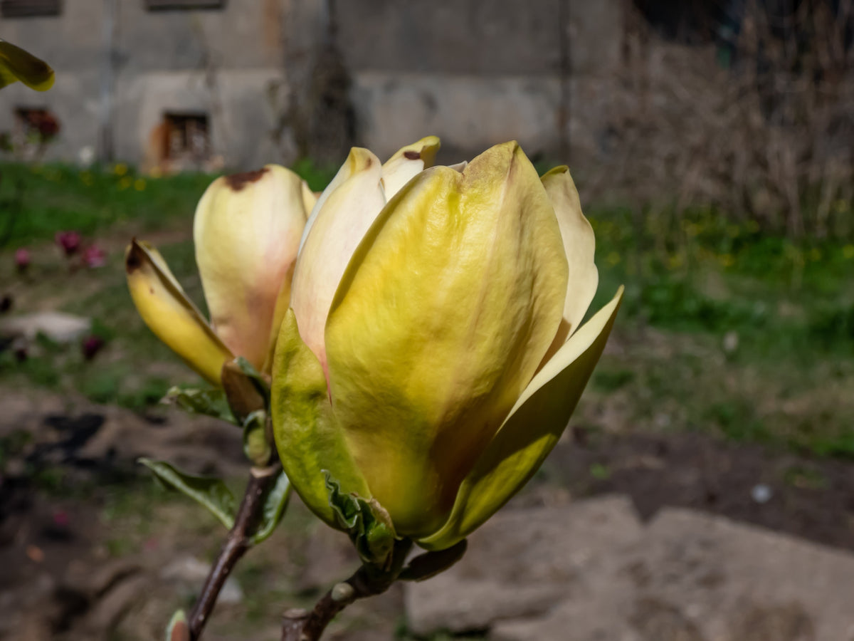 Magnolia 'Sunsation' Solitär 60-80 cm
