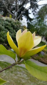 Magnolia 'Sunsation' Solitär 60-80 cm
