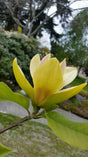 Magnolia 'Sunsation' Solitär 60-80 cm