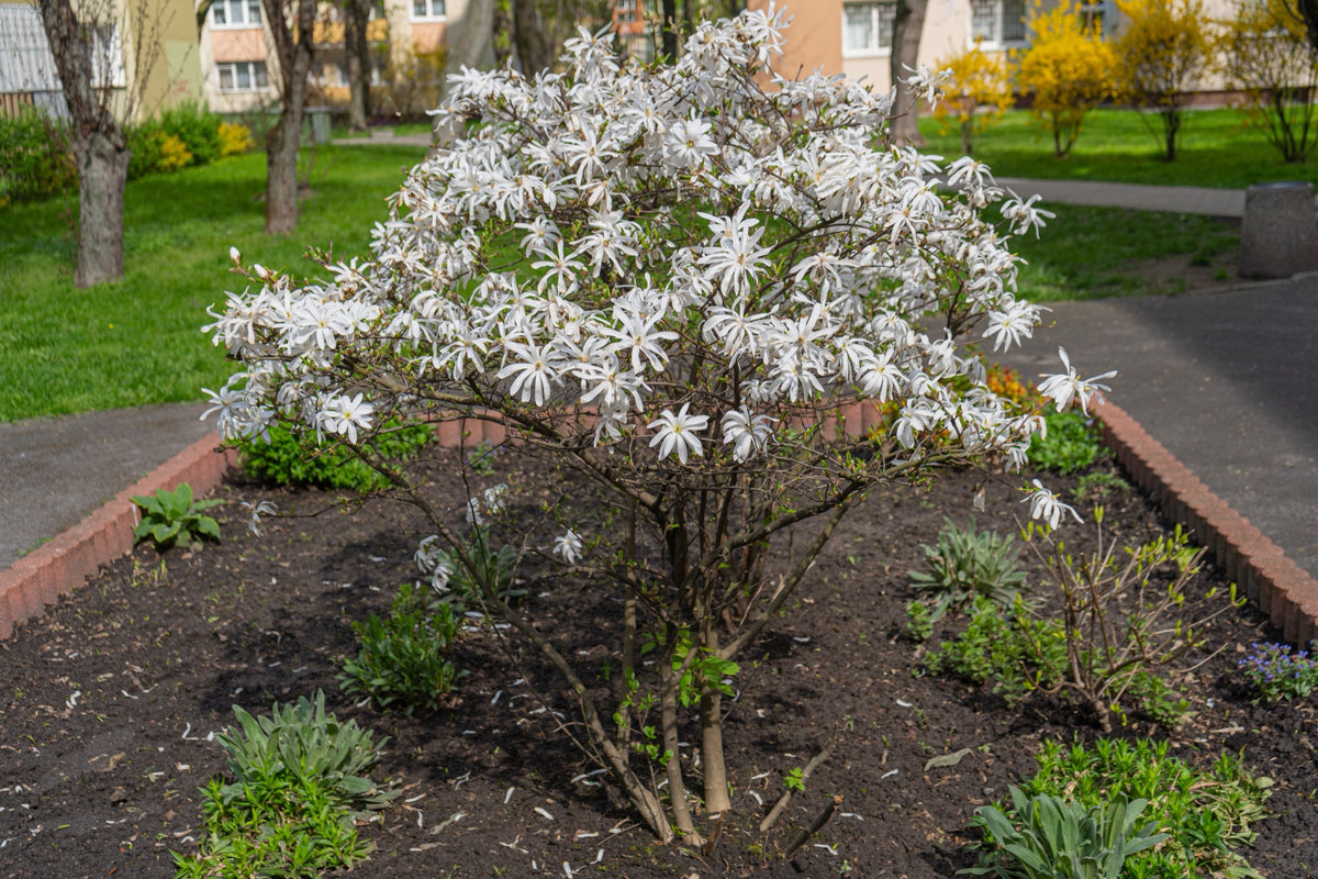 Stjärnmagnolia Solitär 80-100 cm