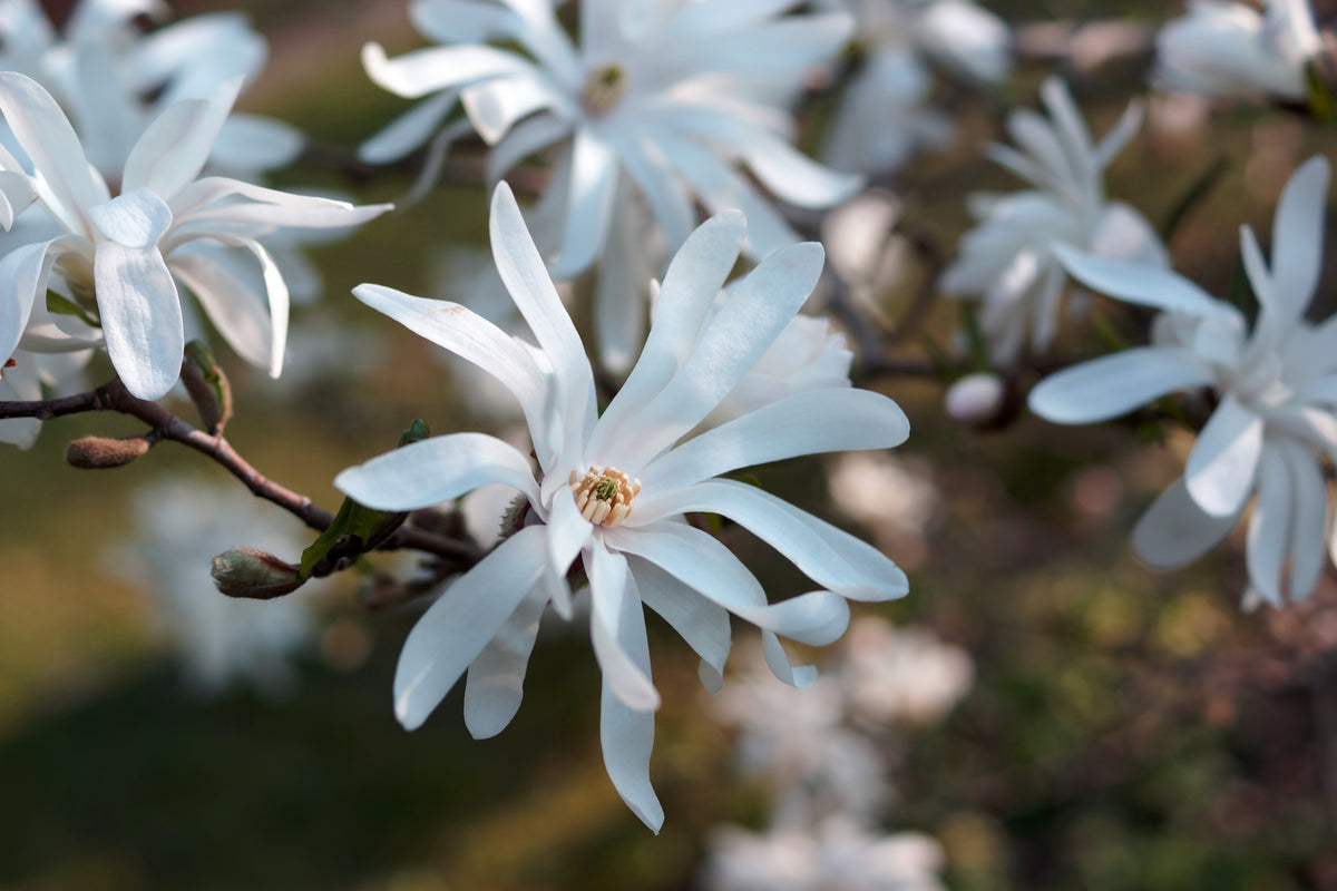 Stjärnmagnolia Solitär 80-100 cm