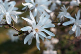 Stjärnmagnolia Solitär 80-100 cm