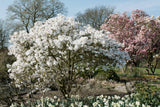 Stjärnmagnolia Solitär 80-100 cm