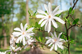 Stjärnmagnolia Solitär 80-100 cm
