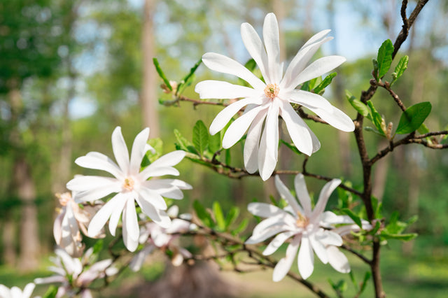 Stjärnmagnolia Solitär 80-100 cm