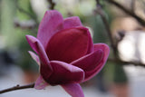 Rosenmagnolia 'Genie' Solitär 80-100 cm