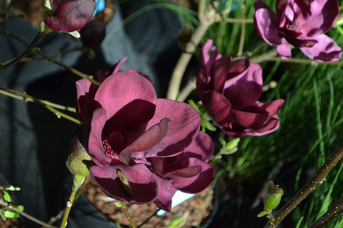 Rosenmagnolia 'Genie' Solitär 80-100 cm