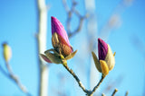 Rosenmagnolia 'Genie' Solitär 80-100 cm
