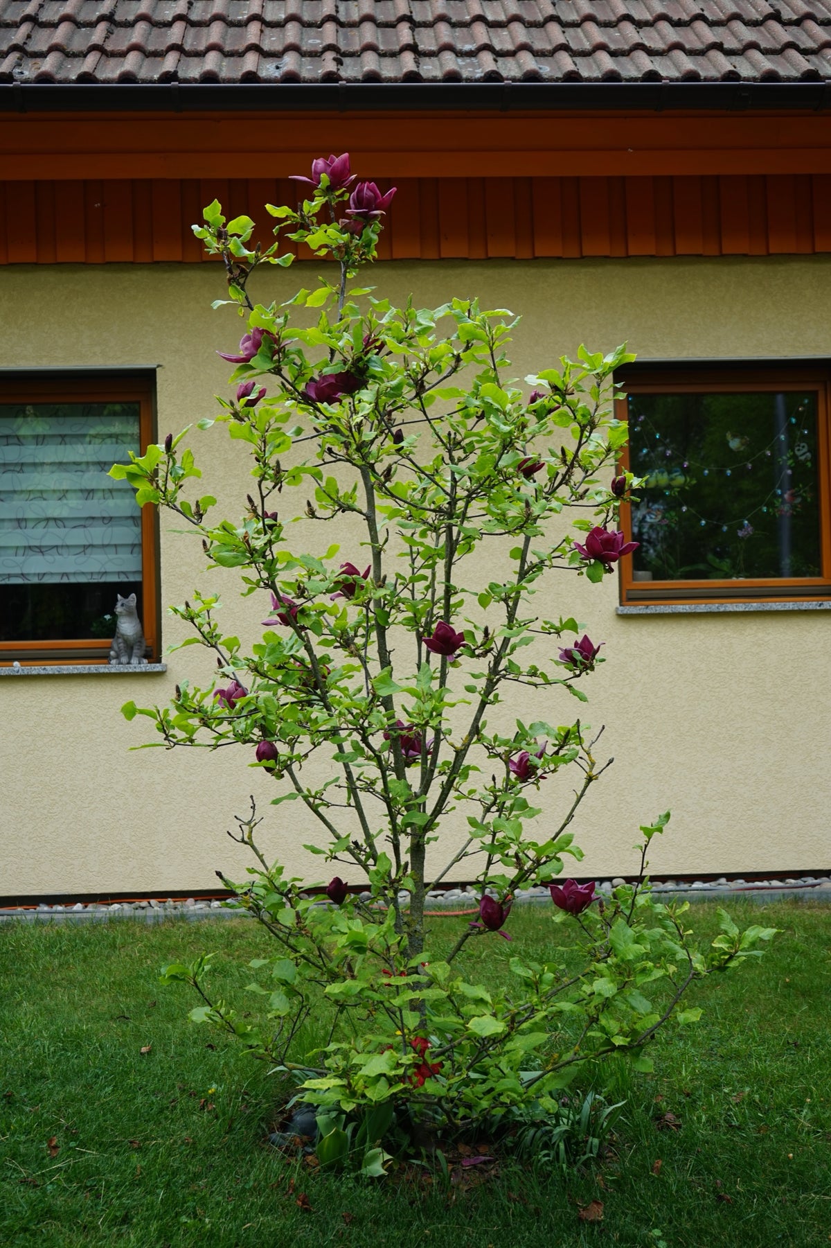 Rosenmagnolia 'Genie' Solitär 80-100 cm