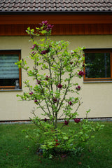 Rosenmagnolia 'Genie' Solitär 80-100 cm