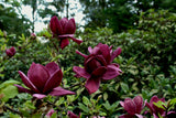 Rosenmagnolia 'Genie' Solitär 80-100 cm