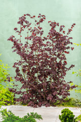 Hasselnöt 'Rote Zellernuss' Solitär 100-150 cm