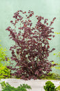 Hasselnöt 'Rote Zellernuss' Solitär 100-150 cm