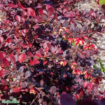 Röd Häckberberis 'Atropurpurea' 5-pack i kruka