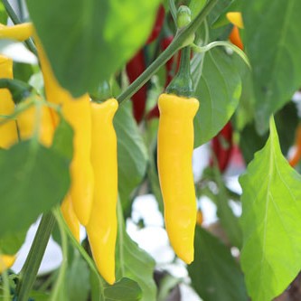 Chili 'Koh Changi' 10,5cm kruka