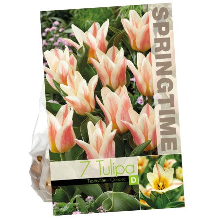 Botanisk Tulpan 'Quebec' 7st