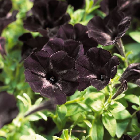 Petunia 'Go!Tunia Black' 10,5cm kruka
