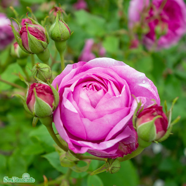 Buskros 'Louise Odier' 10-pack barrotad