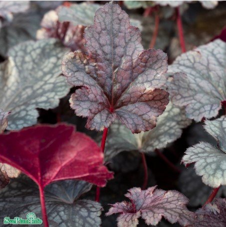 Alunrot 'Plum Pudding' 6-pack i kruka