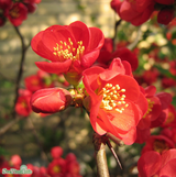 Hybridrosenkvitten 'Nicoline' 1-pack i kruka