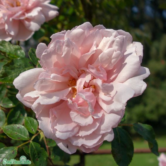 Klätterros 'Albertine' 1-pack barrot