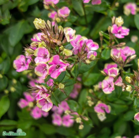 Höstflox 'Aureole' 1st barrotad