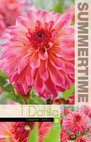 Dekorativ Dahlia 'Belfloor' 1st