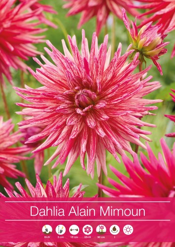 Kaktus Dahlia 'Alain Mimoun' 1st