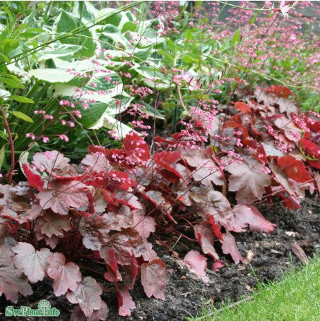 Alunrot 'Rachel' 6-pack i kruka