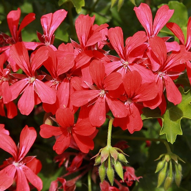 Kaskadpelargon 'Decora Red' 3st sticklingar