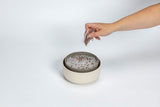 Microgreen and Regrow 'Ivory'