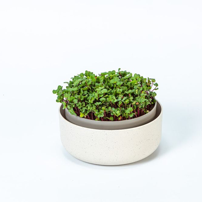 Microgreen 'Ivory'