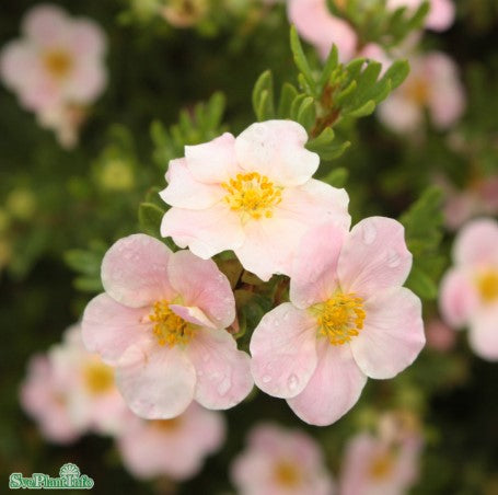 Trädgårdstok 'Pink Beauty' 10-pack i kruka