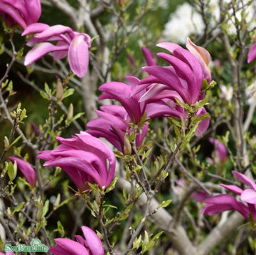 Praktmagnolia 'Susan' 9cm kruka