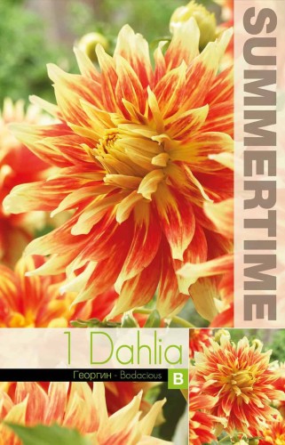 Dekorativ Dahlia 'Bodacious' 1st